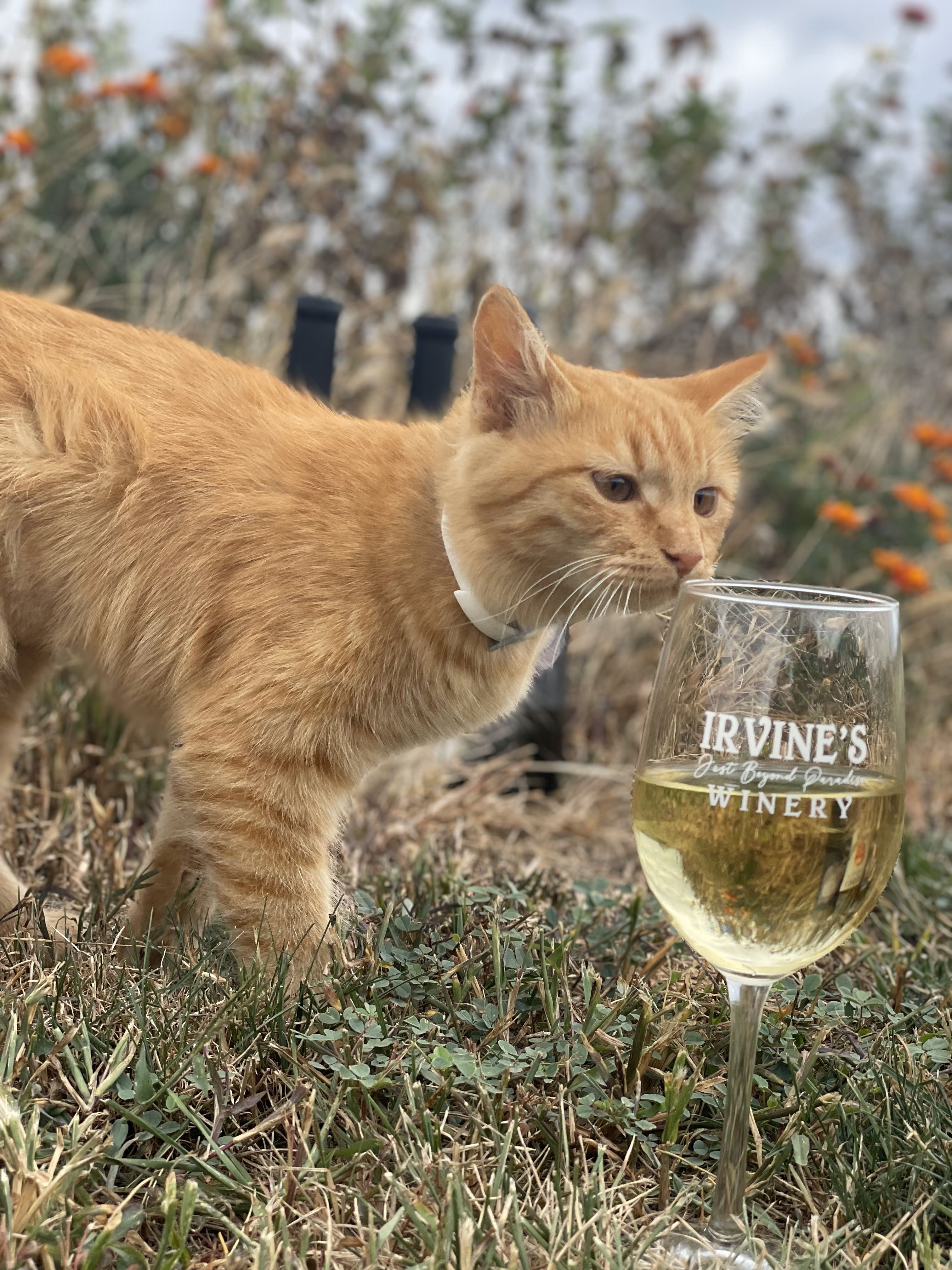 Popcorn Cat Wine Tasting